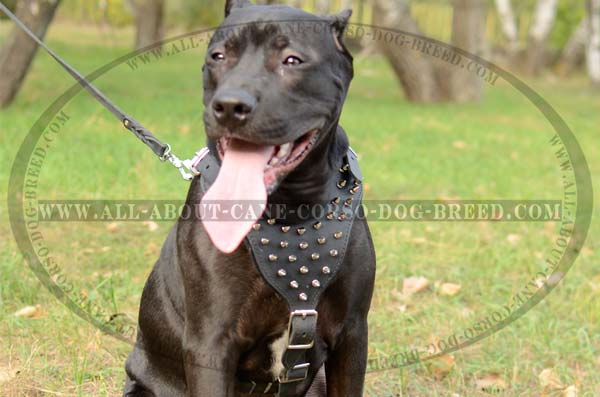 Sophisticated Spiked leather Dog Harness