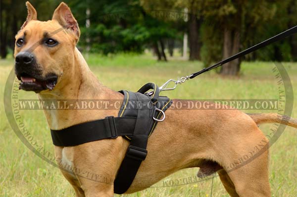 Lightweight Pitbull Nylon Harness