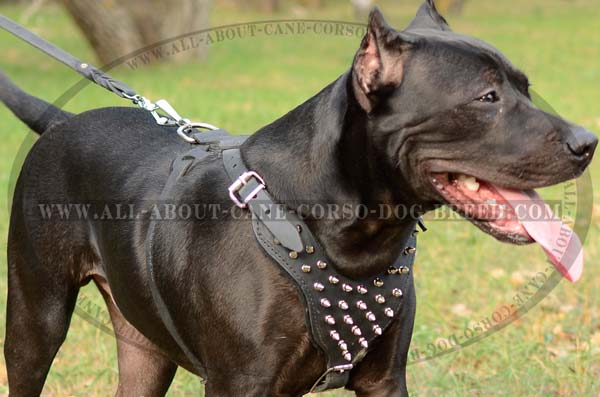 Custom Made Spiked Leather Dog Harness