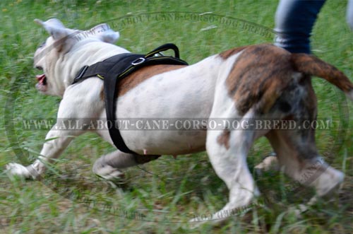 Pulling and Tracking Bulldog Nylon Harness