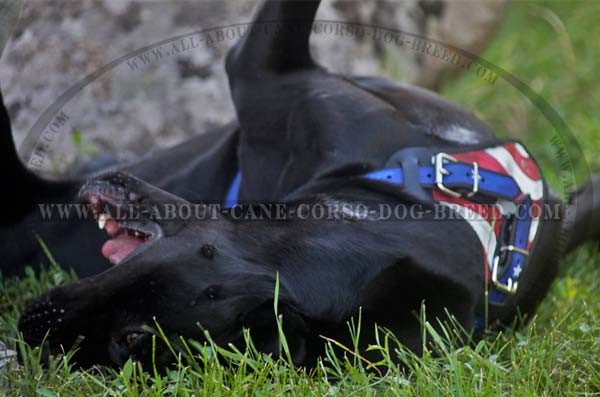 Stylish Leather Canine Harness for Cane Corso