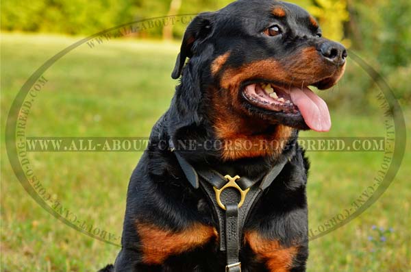 Newest Up-To-Date Leather Dog Harness