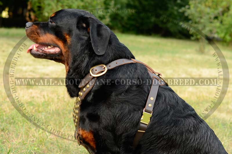 Personalized Real Leather Spiked Studded Big Dog Harness Name Pitbull  Rottweiler