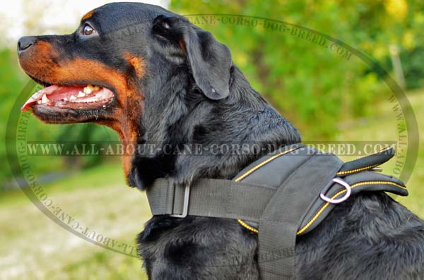 Perfect Nylon Rottweiler Hanress