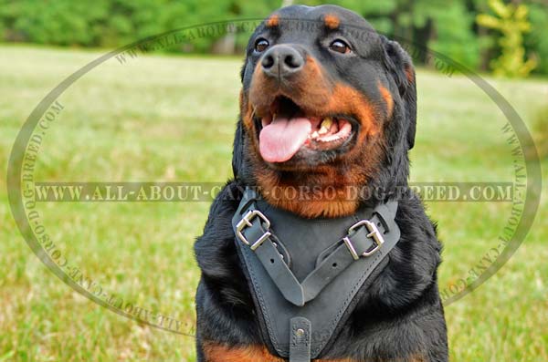 Attack/Agitation Leather Rottweiler Dog Harness