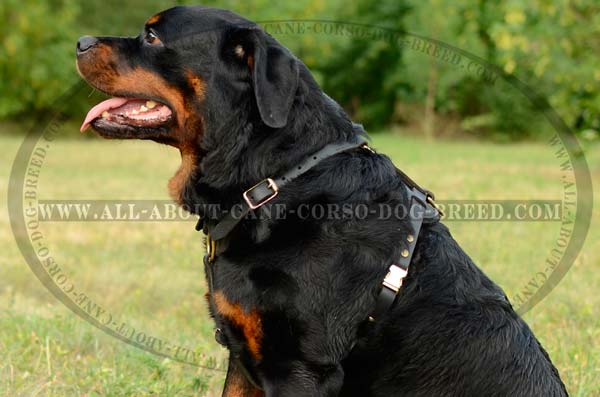 Professional Leather Dog Harness For Strongest Dogs