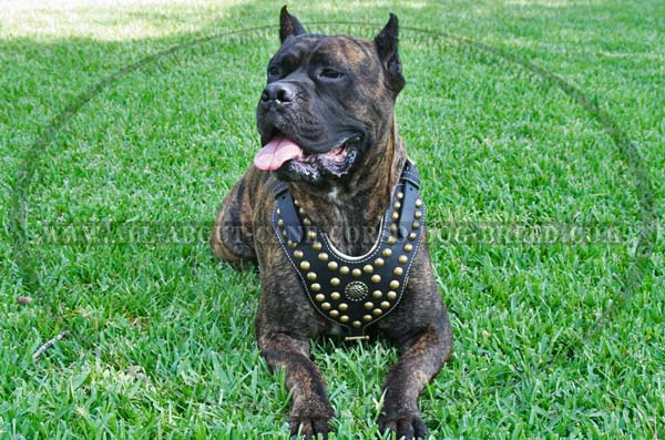 Cane Corso breed leather harness with royal decoration