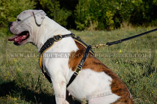 Designer Leather Canine Harness for American Bulldog