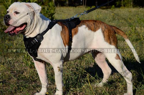 Dependable Leather Dog Harness for American Bulldogs