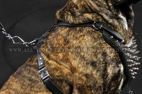 Cane Corso leather dog harness with spikes on the chest plate