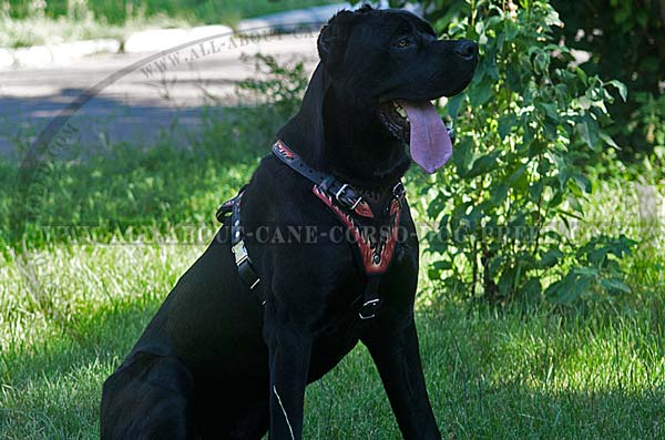 Walking Modern Harness for Big Dogs