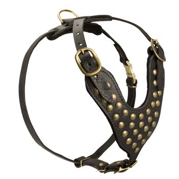 Extra ordinary leather dog harness with studs