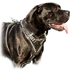 Designer handicraft wearproof leather dog harness