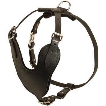 Cane Corso leather harness with wide chest plate