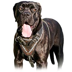 Safe durable leather harness with rustless buckles and  rings