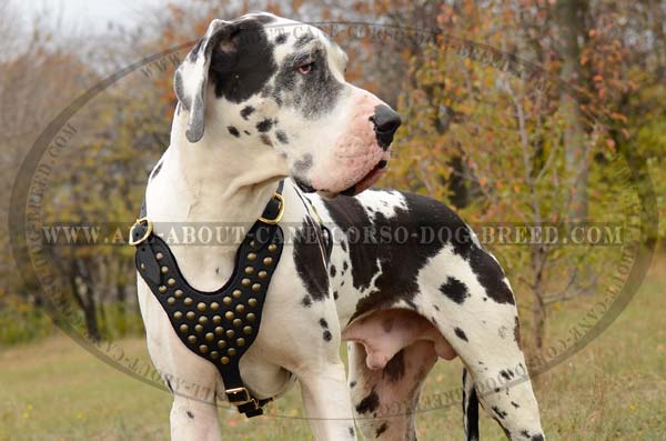 Fashion Leather Canine Harness for Great Dane