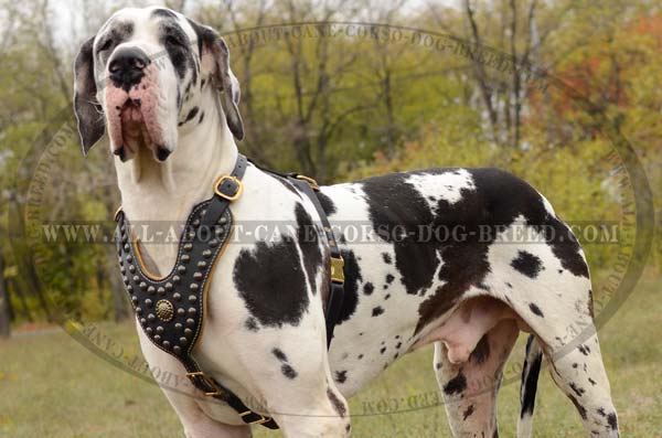 Great Dane designer leather dog harness
