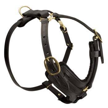 Best fitting training leather harness