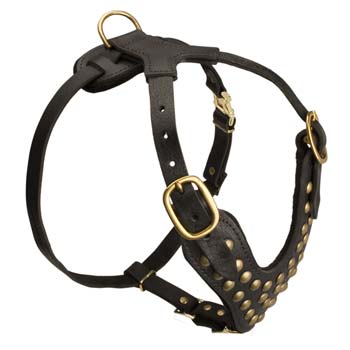 Brass studded leather dog harness for Great Dane