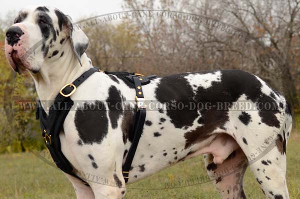 Best Great Dane Harness