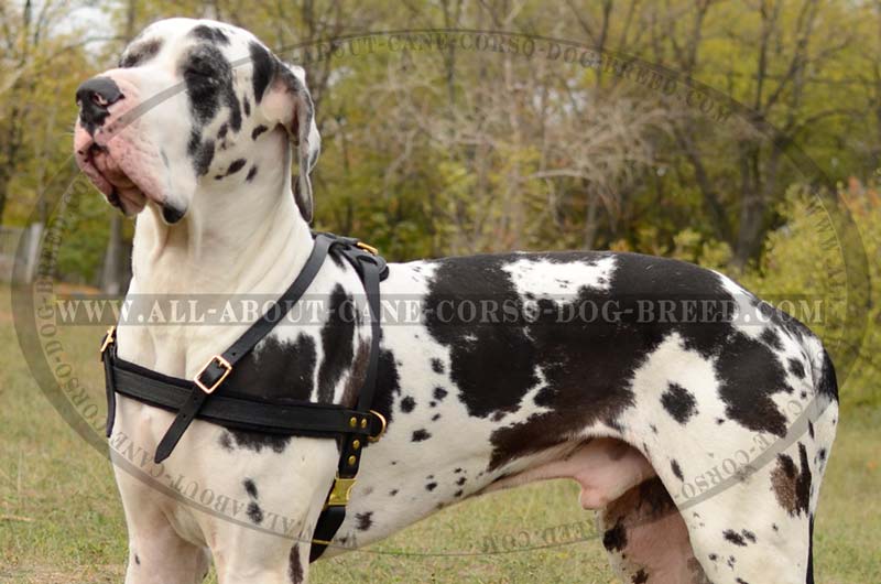 Great dane on sale halter