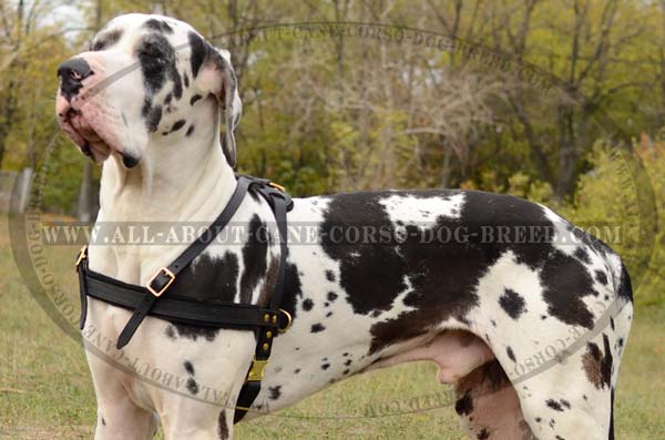 Exclusive Leather Canine Harness for Great Dane