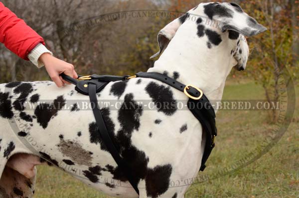 Universal Leather Dog Harness