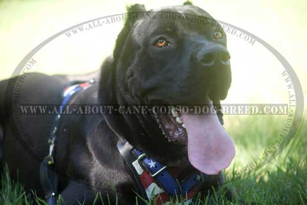 Leather Dog Harness with USA Flag Painting for Cane Corso