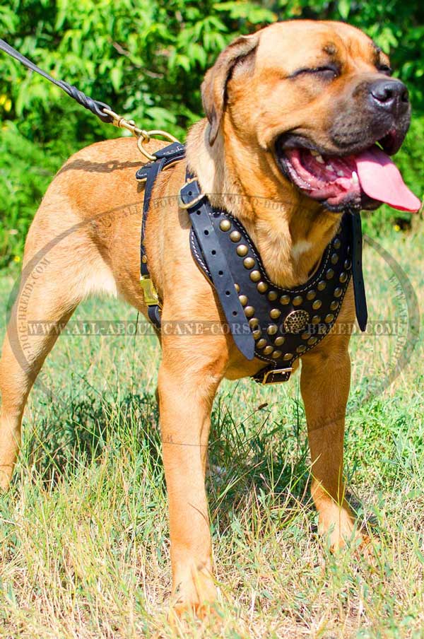 Designer Leather Cane Corso Harness Made by Skilful Manufacturers