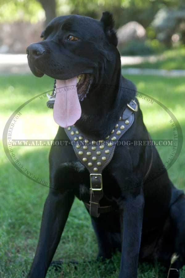 Leather Cane Corso Harness with Studded Breast Plate
