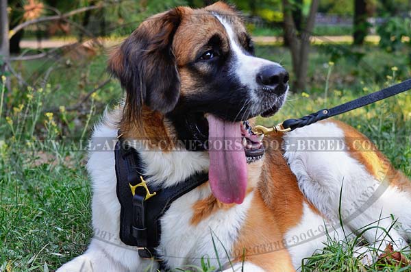 Dependable Leather Dog Harness for Moscow Watchdog