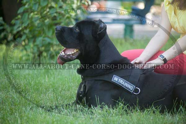 Lightweight Nylon Cane Corso Harness Washable All-Weather