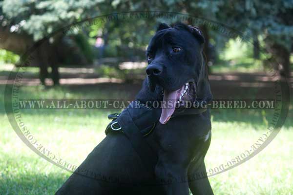 Cane Corso Harness Nylon with Padded Body