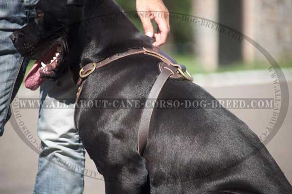 Leather Dog Harness Well-Fitting Very Comfortable for Cane Corso