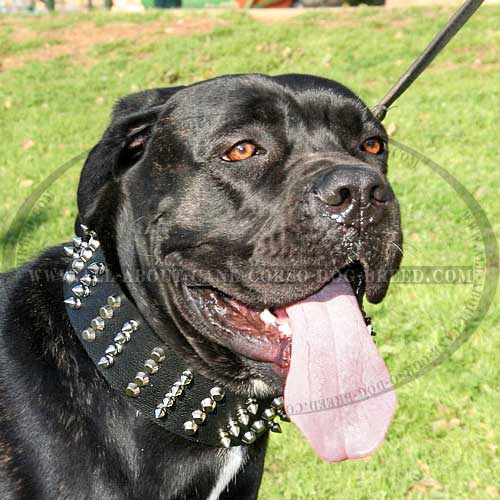 Big collar-Studs and Spikes leather dog collar for Large breeds