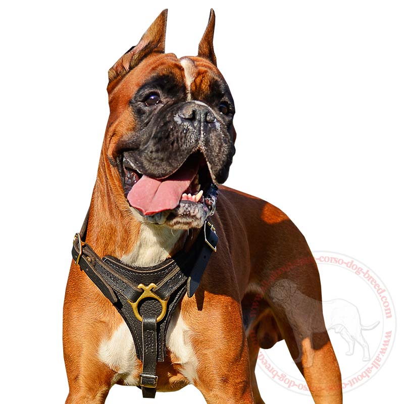 Great Tracking Leather Dog Harness for Handsome Boxer