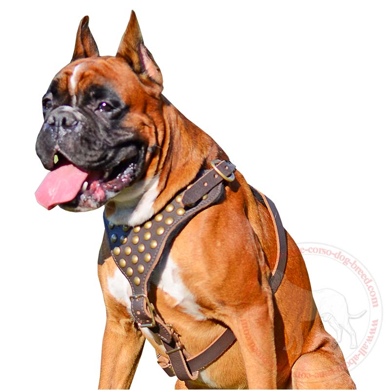 Fancy Leather Dog Harness with Goldish Studs for Boxer dog breed