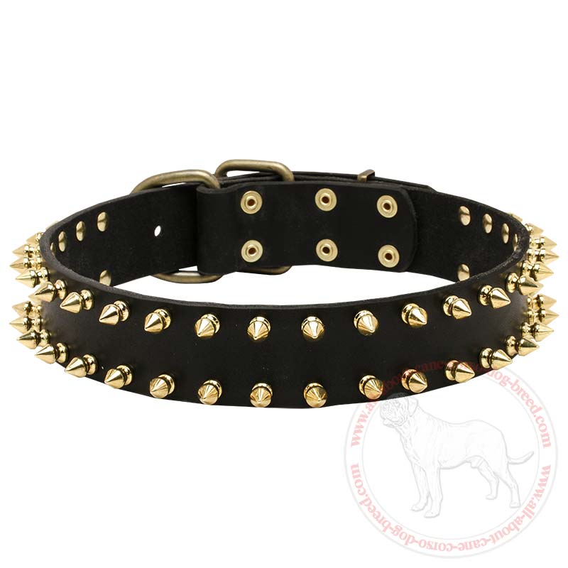 Designer Leather Cane Corso Collar with Brass Spikes for Fashion Walking