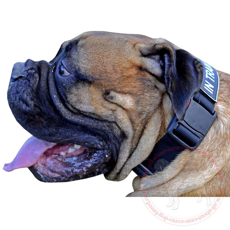 All-Weather Patch Nylon Dog Collar for Bullmastiff Dog Breed