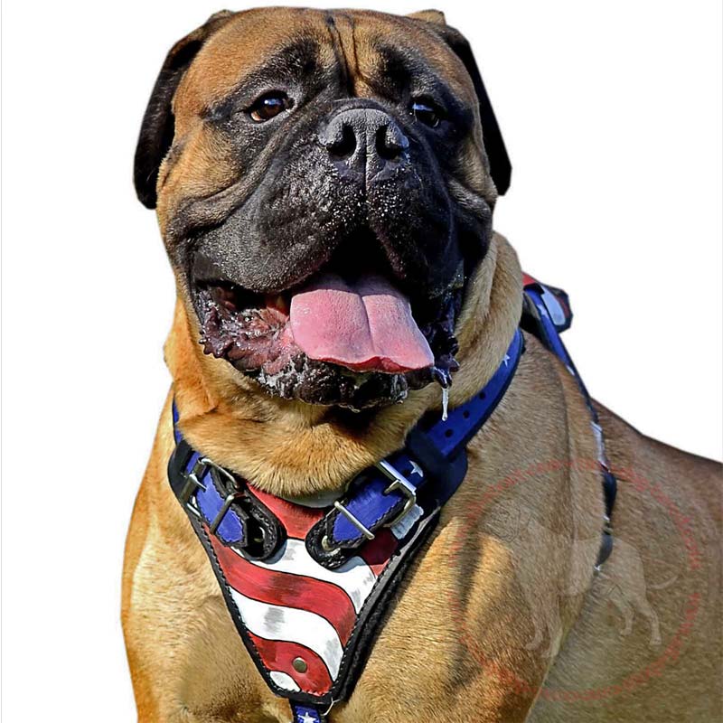 American Flag Painted Leather Dog Harness Designed for Bullmastiffs