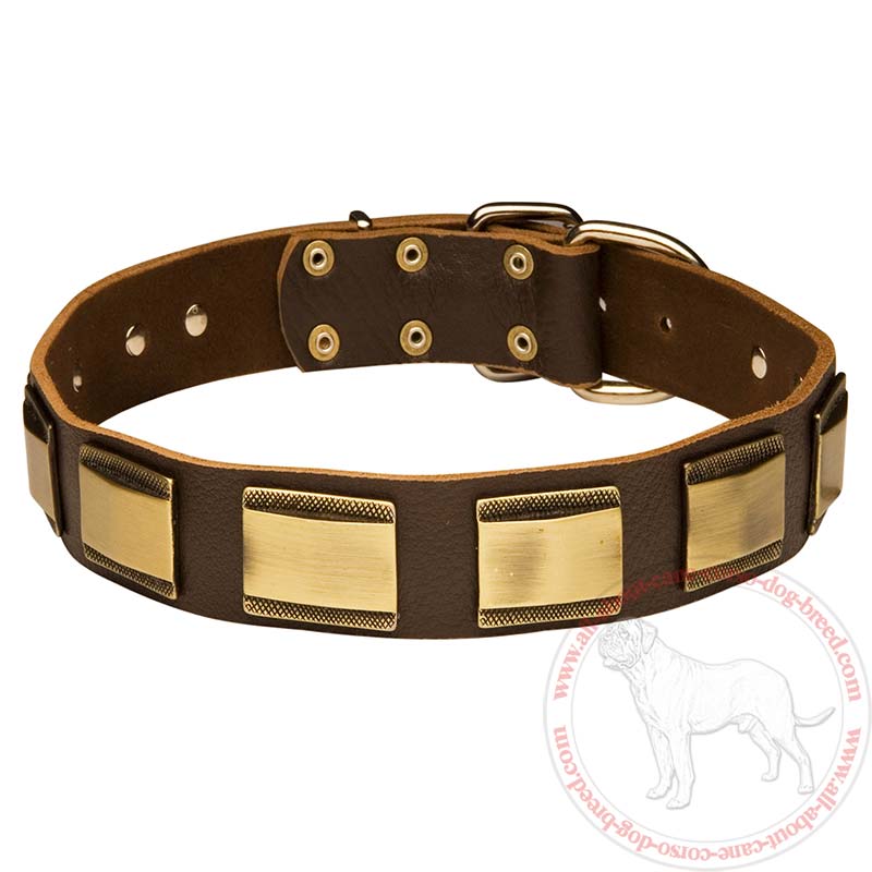 Designer Leather Collar for Cane Corso with Brass Plates