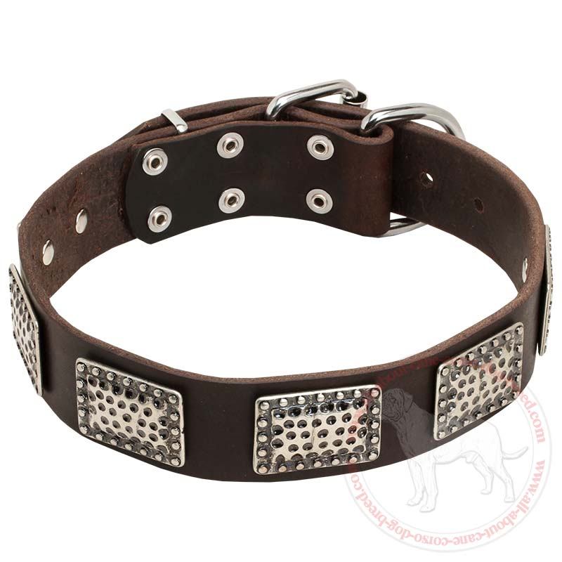 Exclusive Leather Cane Corso Collar with Massive Nickle Plates