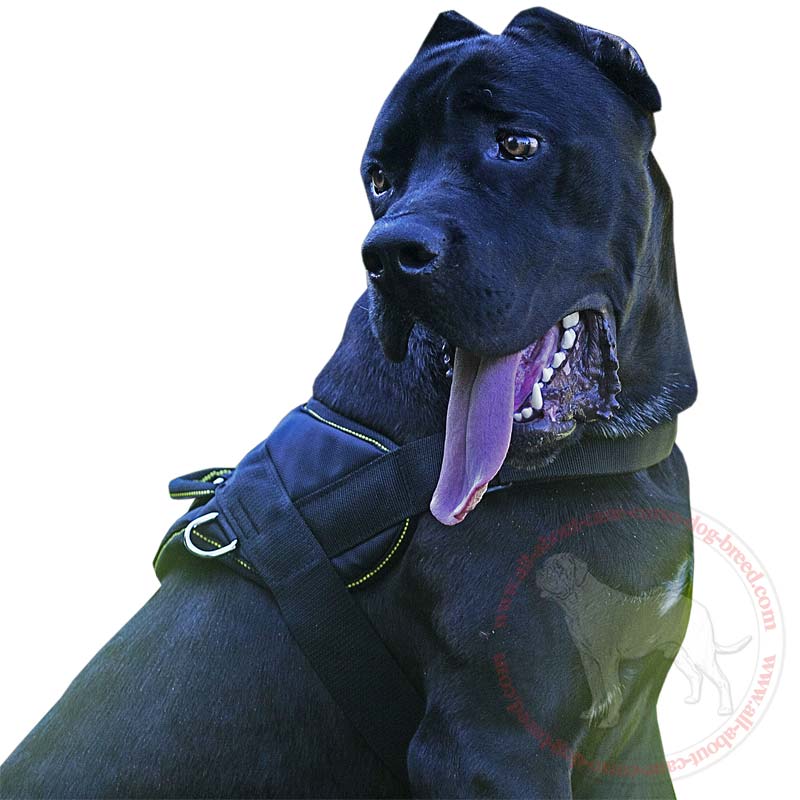 Nylon Multi-Purpose Dog Harness for Tracking-Pulling Cane Corso