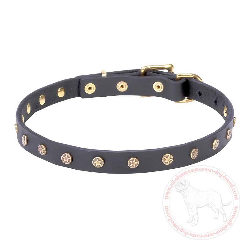 Fashion Leather Cane Corso Collar with Brass Stars
