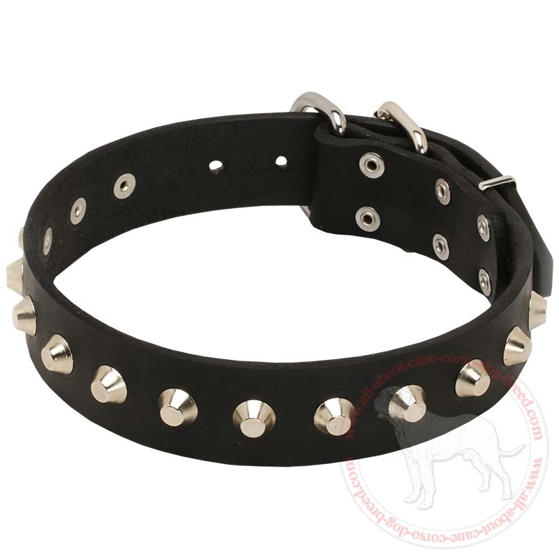 Tremendous Leather Collar for Cane Corso Decorated with Pyramids