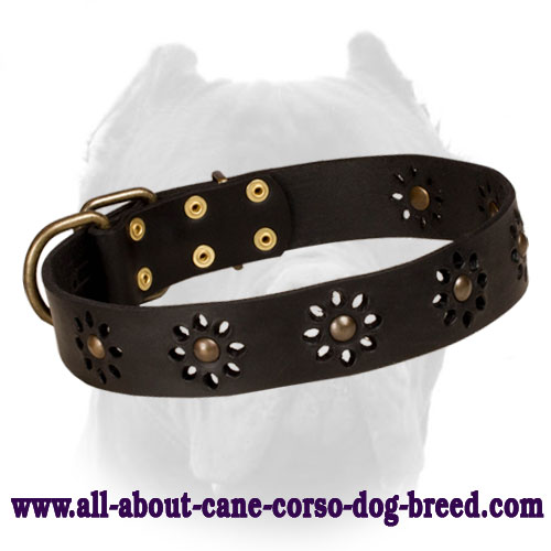 'Spring Mood' Leather Cane Corso Collar for Everyday Walking