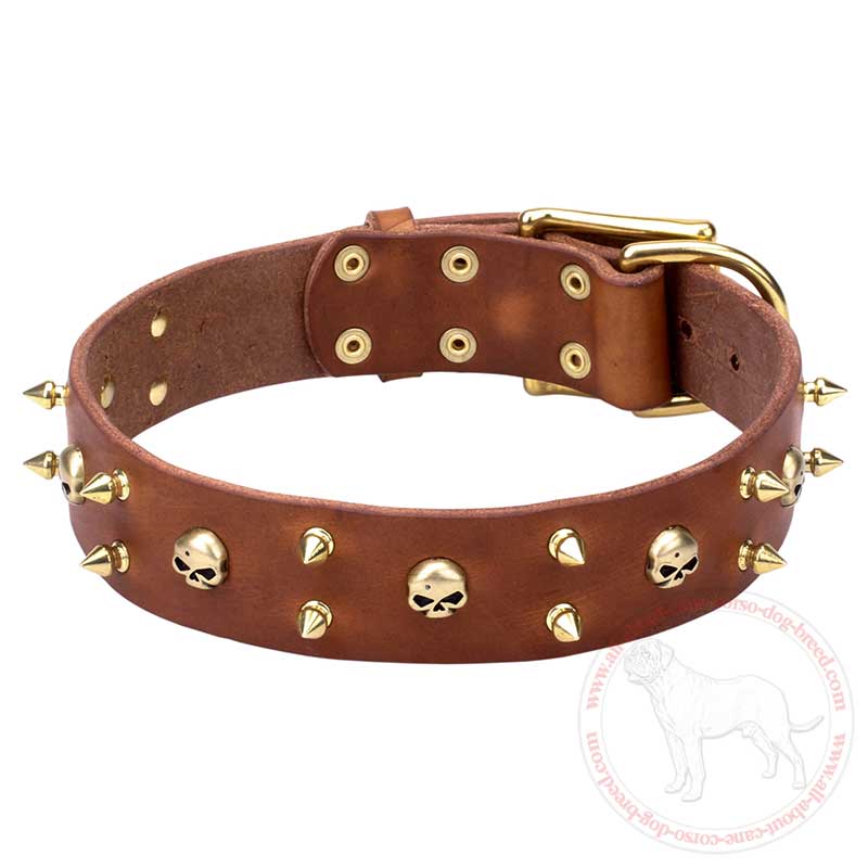 Fashion Leather Cane Corso Collar with Shiny Brass Spikes and Skulls