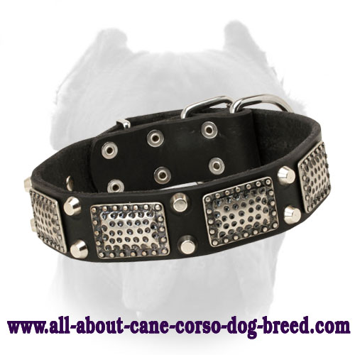 Deluxe Leather Cane Corso Collar with Nickel Plates and Pyramids