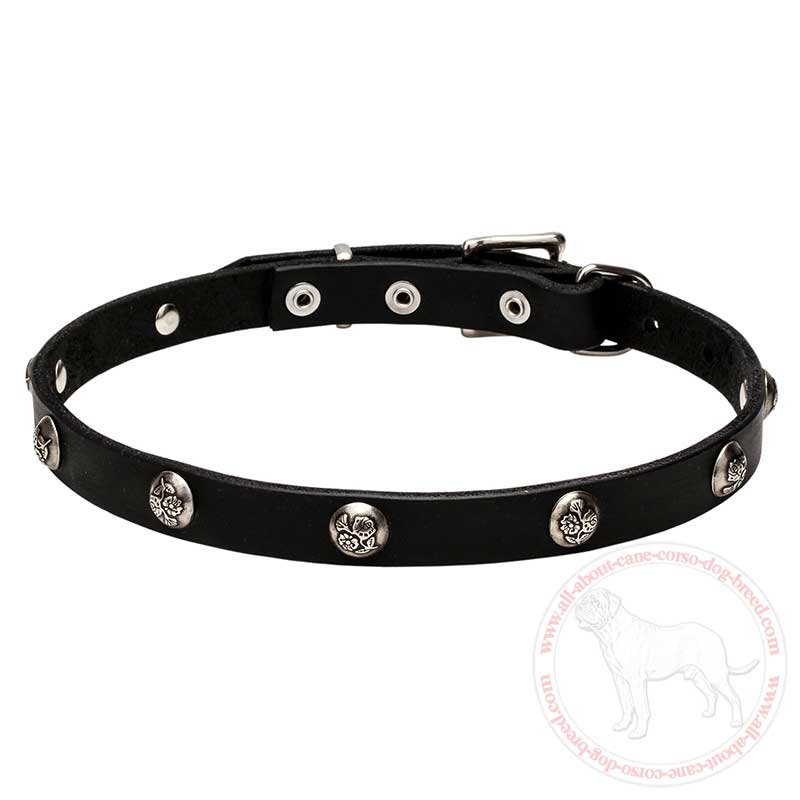 Designer Leather Cane Corso Collar with Embossed Nickel Plated Half-Spheres