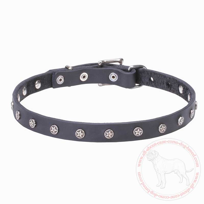 Designer Leather Cane Corso Collar with Nickel Plated Stars